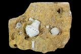 Fossil Crinoid and Blastoid Plate - Missouri #103503-3